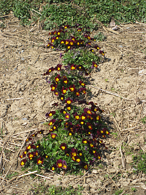 pansy mulched